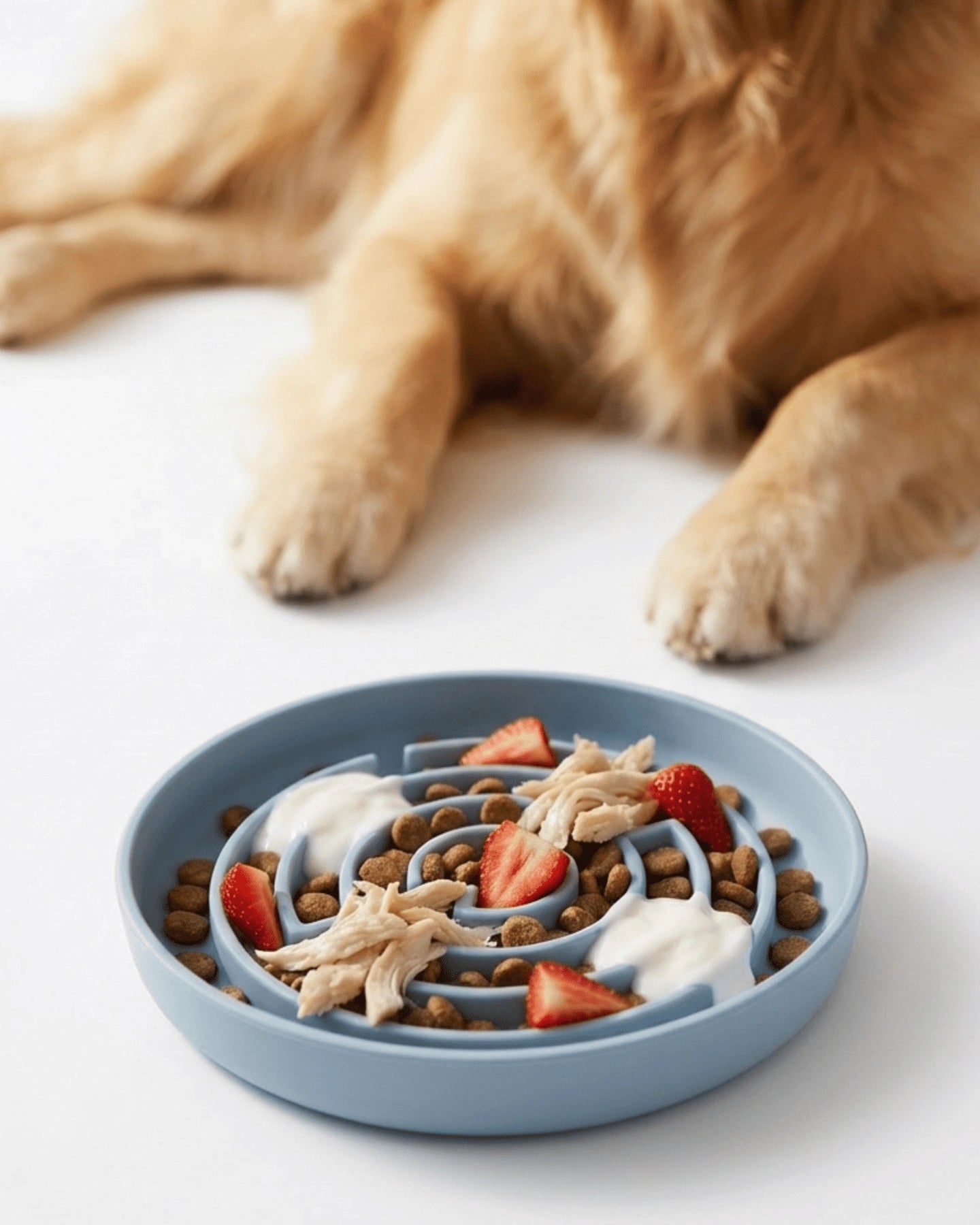 Dog eating from a blue slow feeder bowl with food on a white surface